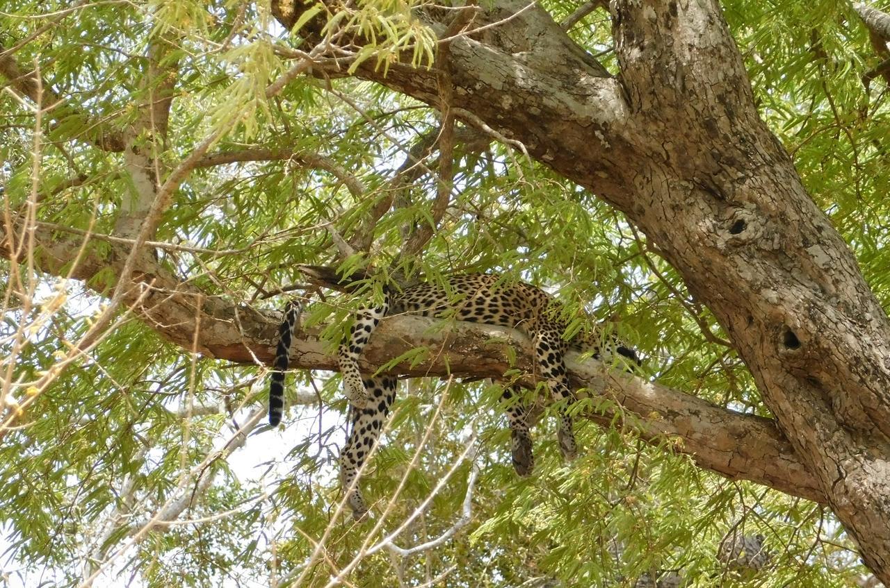 Galapita Eco Lodge Buttala Bagian luar foto