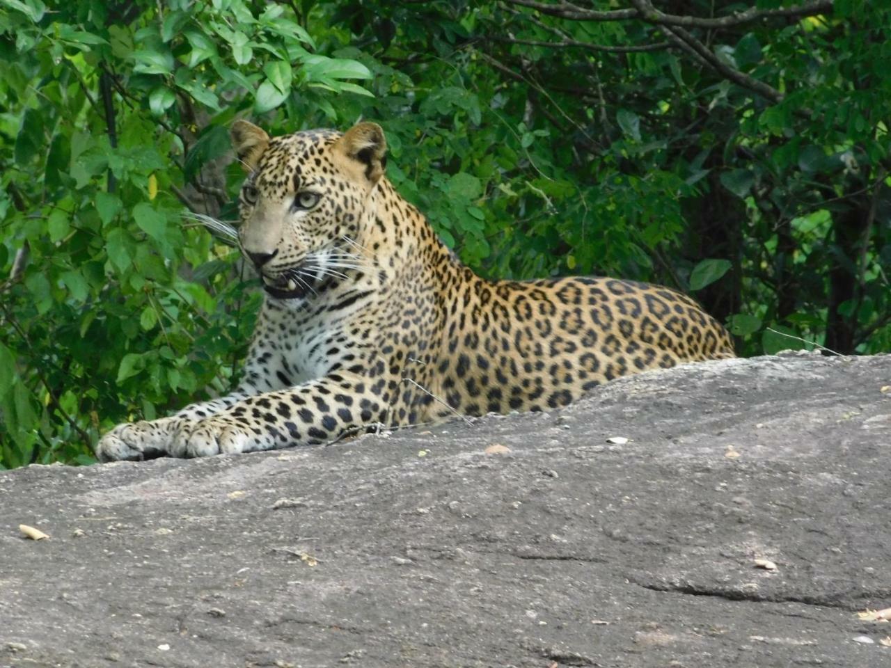 Galapita Eco Lodge Buttala Bagian luar foto